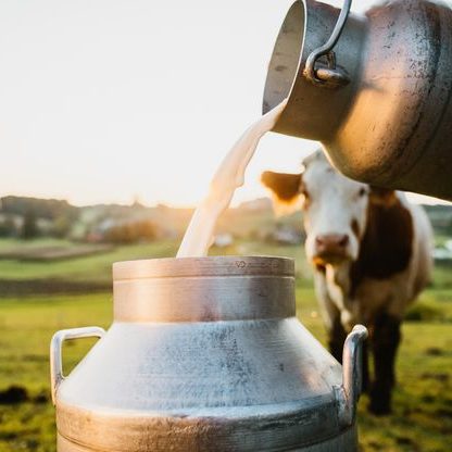 Vache derrière cuve à lait