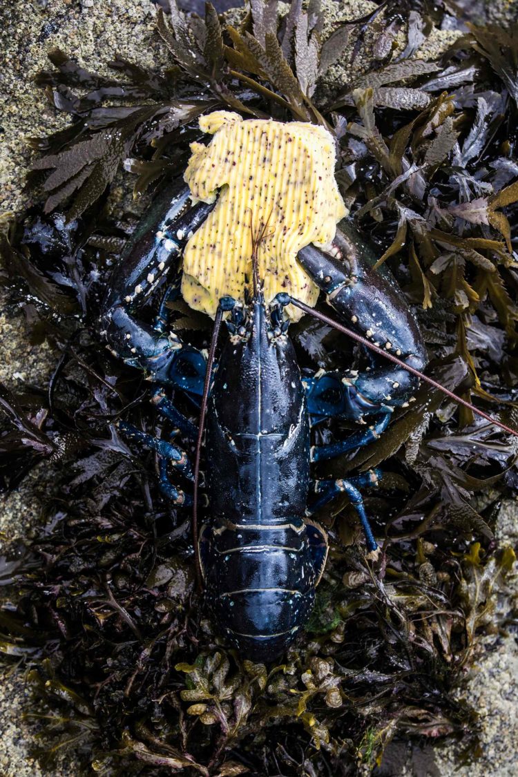 Homard « nourri » de Beurre Bordier aux Algues